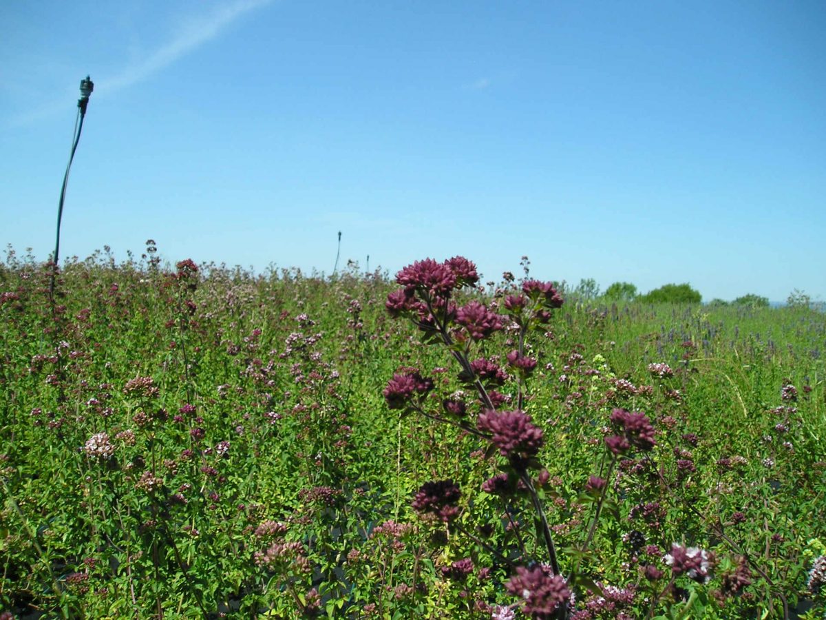 Plantes aromatiques et médicinales : Le suivi cultural.