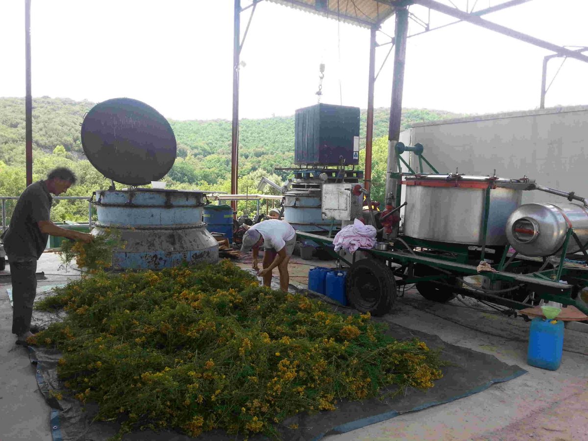 Plantes aromatiques et médicinales : La distillation.