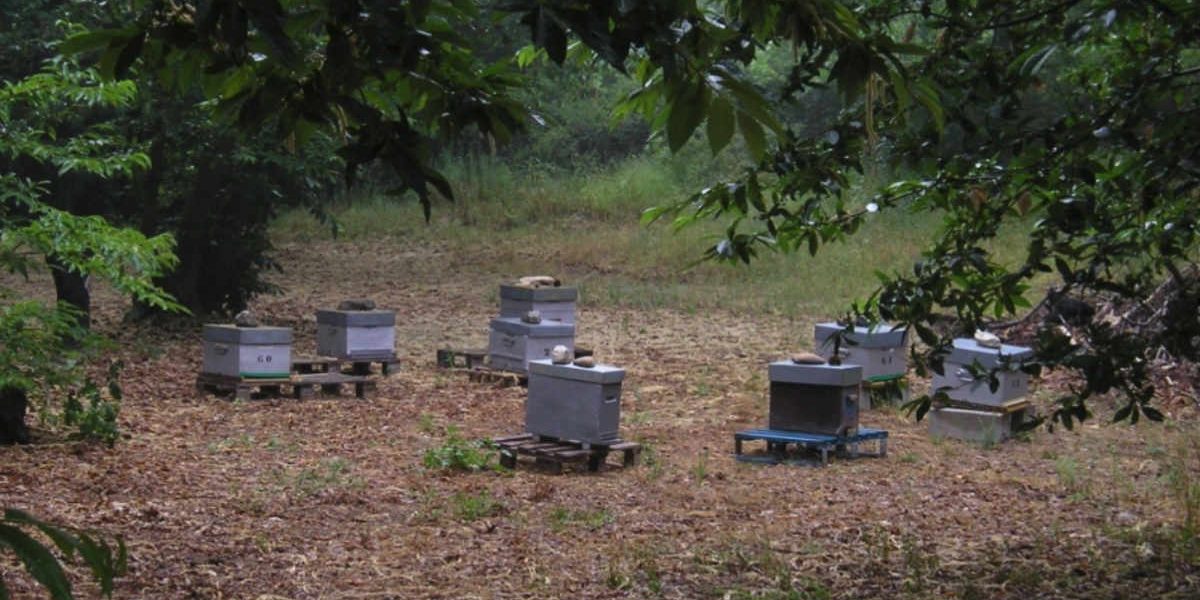 Apiculture biologique au moulin de mon père