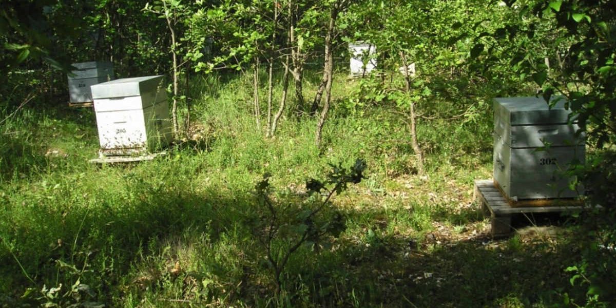 Apiculture biologique au moulin de mon père