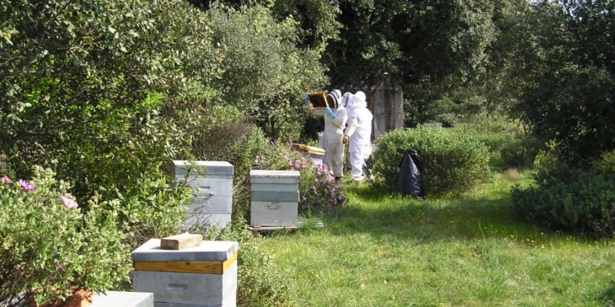 Apiculture biologique au moulin de mon père