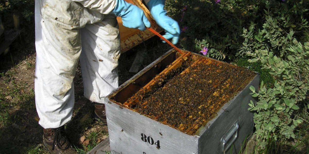 Apiculture biologique au moulin de mon père