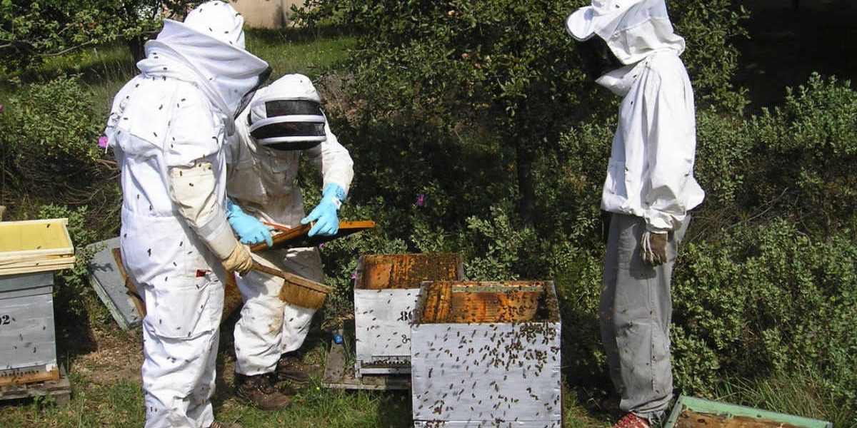 Apiculture biologique au moulin de mon père