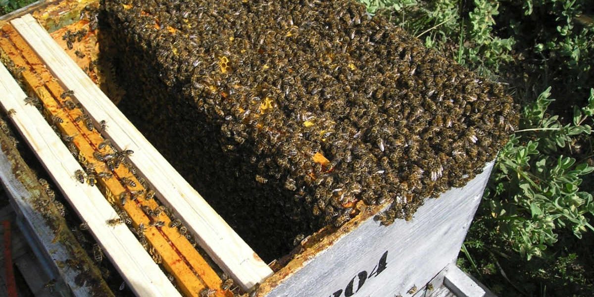 Apiculture biologique au moulin de mon père