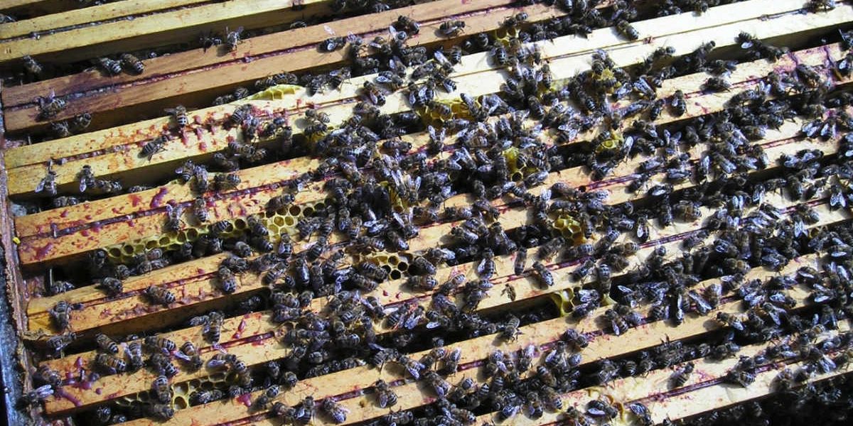 Apiculture biologique au moulin de mon père