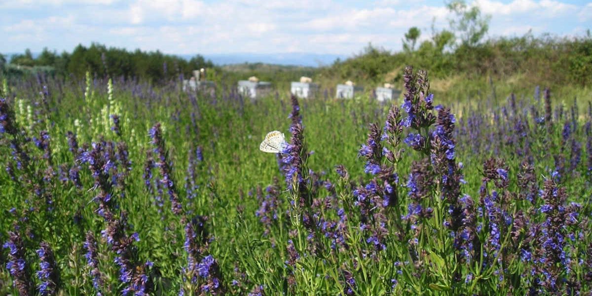 Apiculture biologique au moulin de mon père