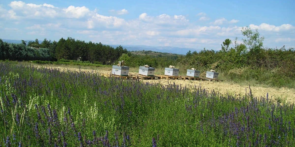 Apiculture biologique au moulin de mon père
