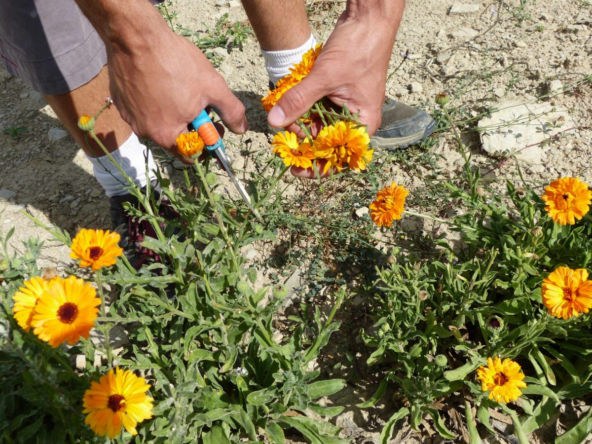 Plantes aromatiques et médicinales : La récolte.