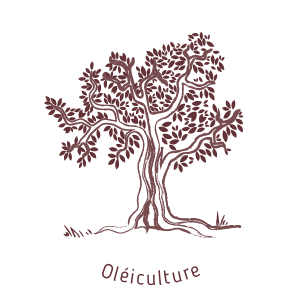 Oléiculture au moulin de mon père-biodiversité et équilibre écologique