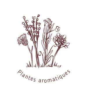 Plantes aromatiques et médicinales-au moulin de mon père-biodiversité et équilibre écologique