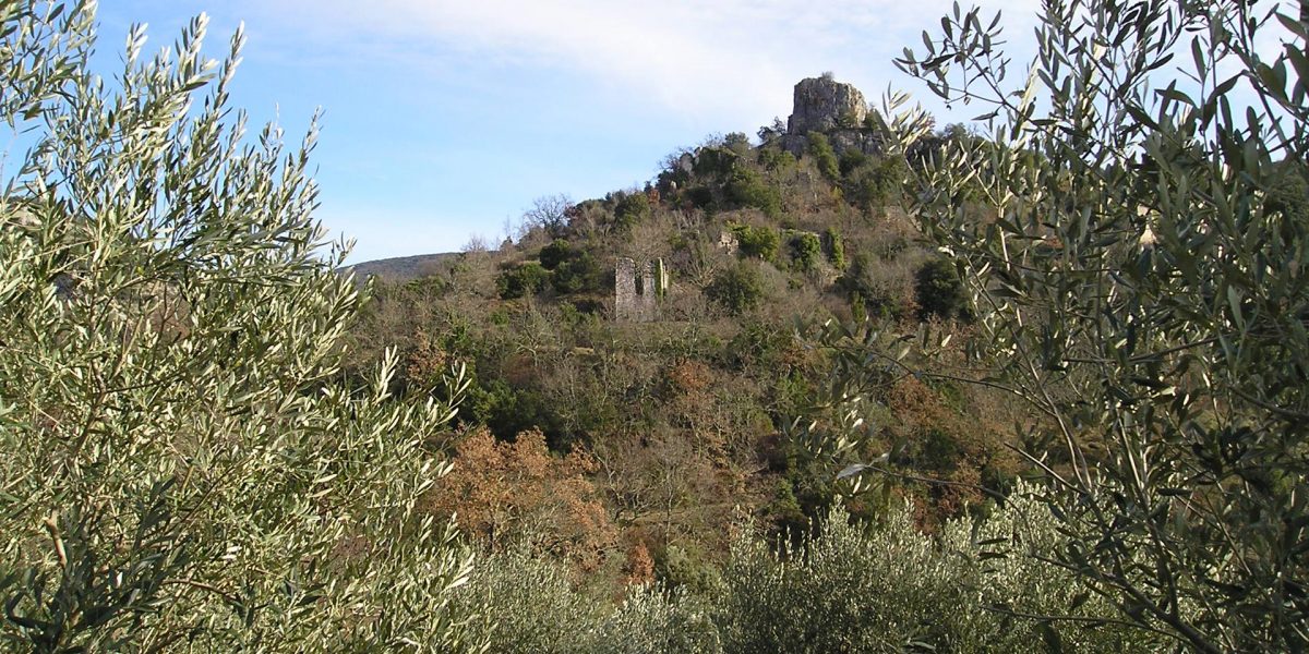 Oléiculture et agriculture biologique