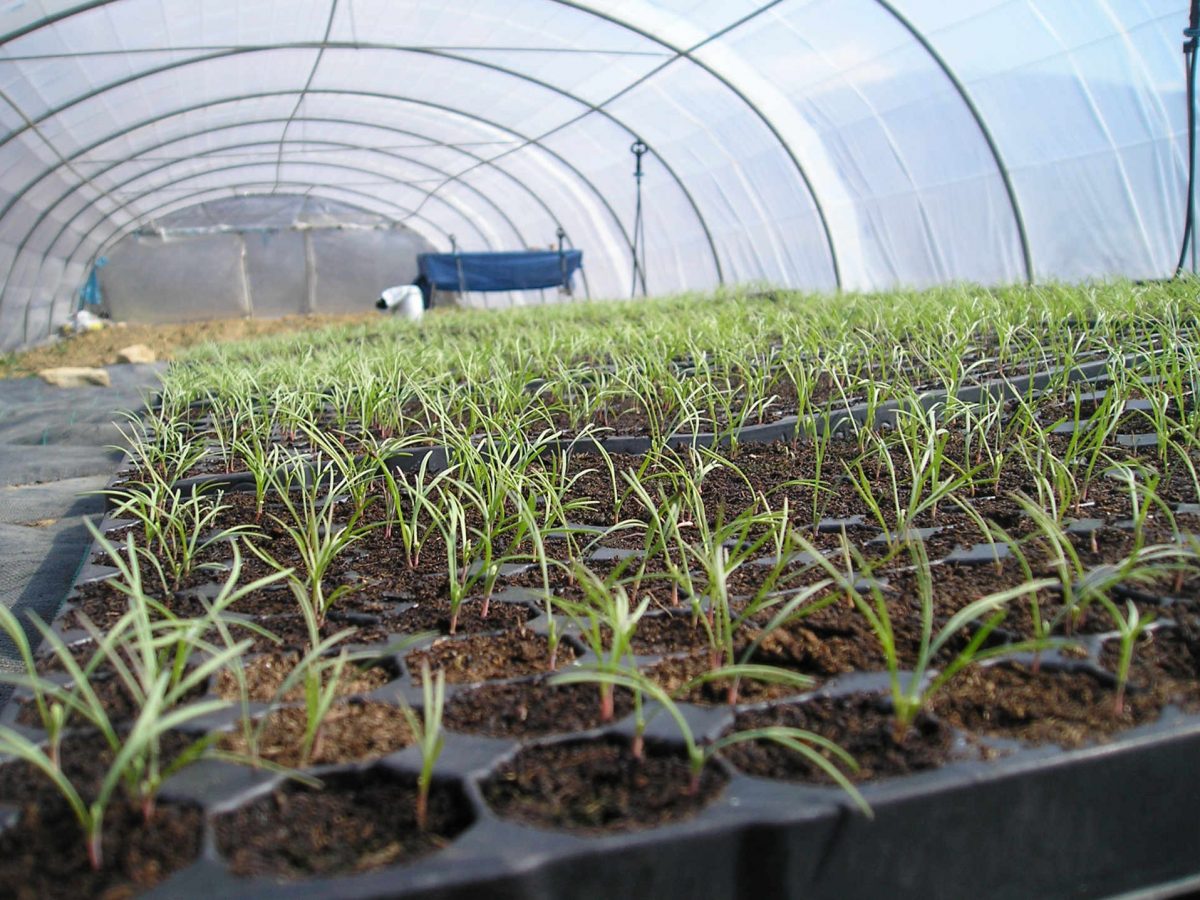 Plantes aromatiques et médicinales : Les semis.