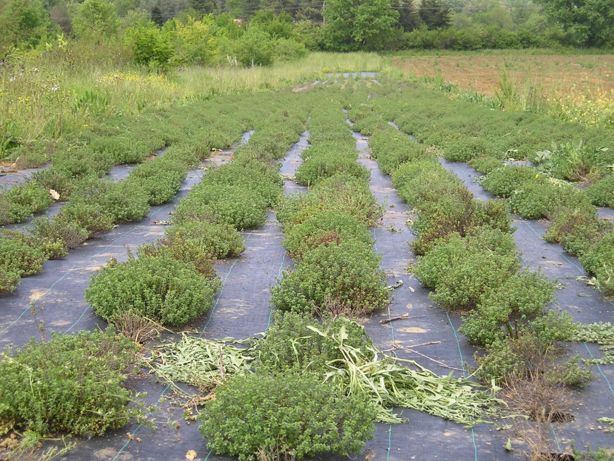 Plantes aromatiques et médicinales : Le suivi cultural.