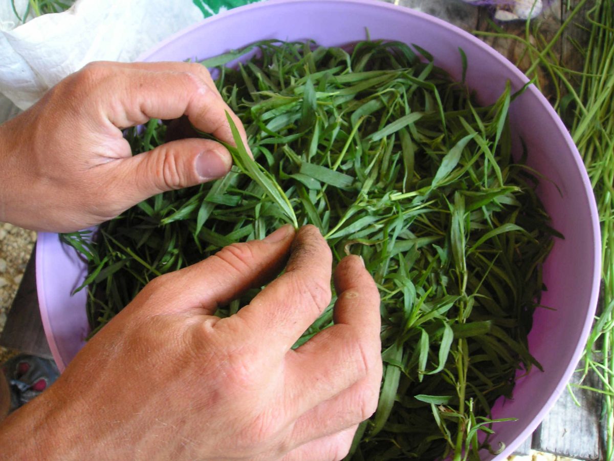 Plantes aromatiques et médicinales : La distillation.