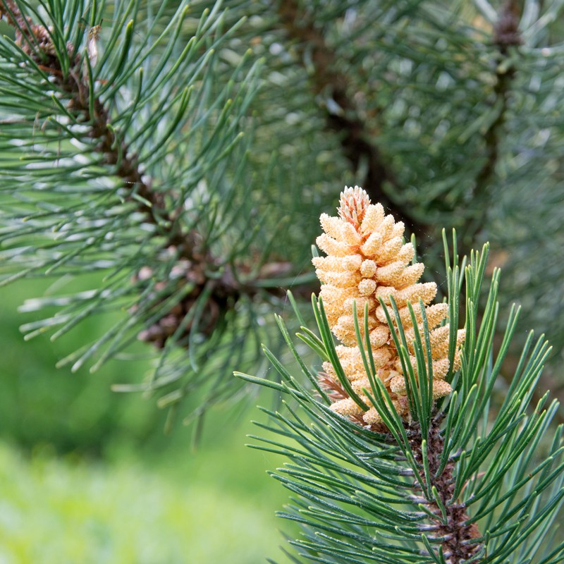 Pin Sylvestre Au moulin de mon père