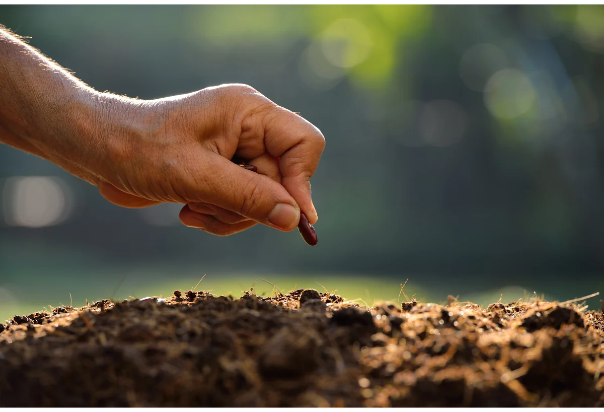 Main plantant une graine dans la terre