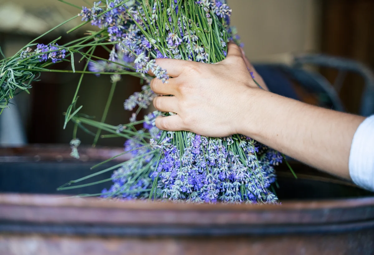 Lavande fraîche préparée à la main pour la distillation d’huiles essentielles et d’hydrolats