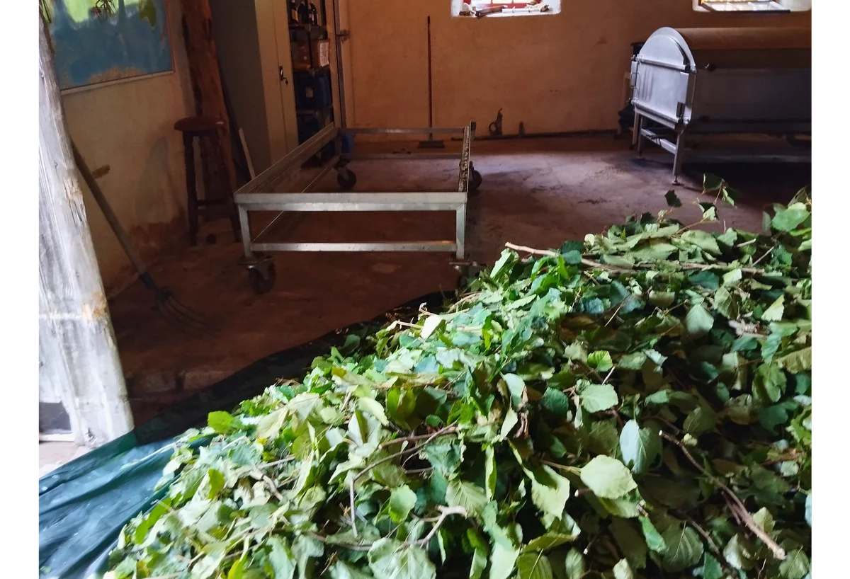 Préparation artisanale de plantes fraîchement récoltées avant leur distillation