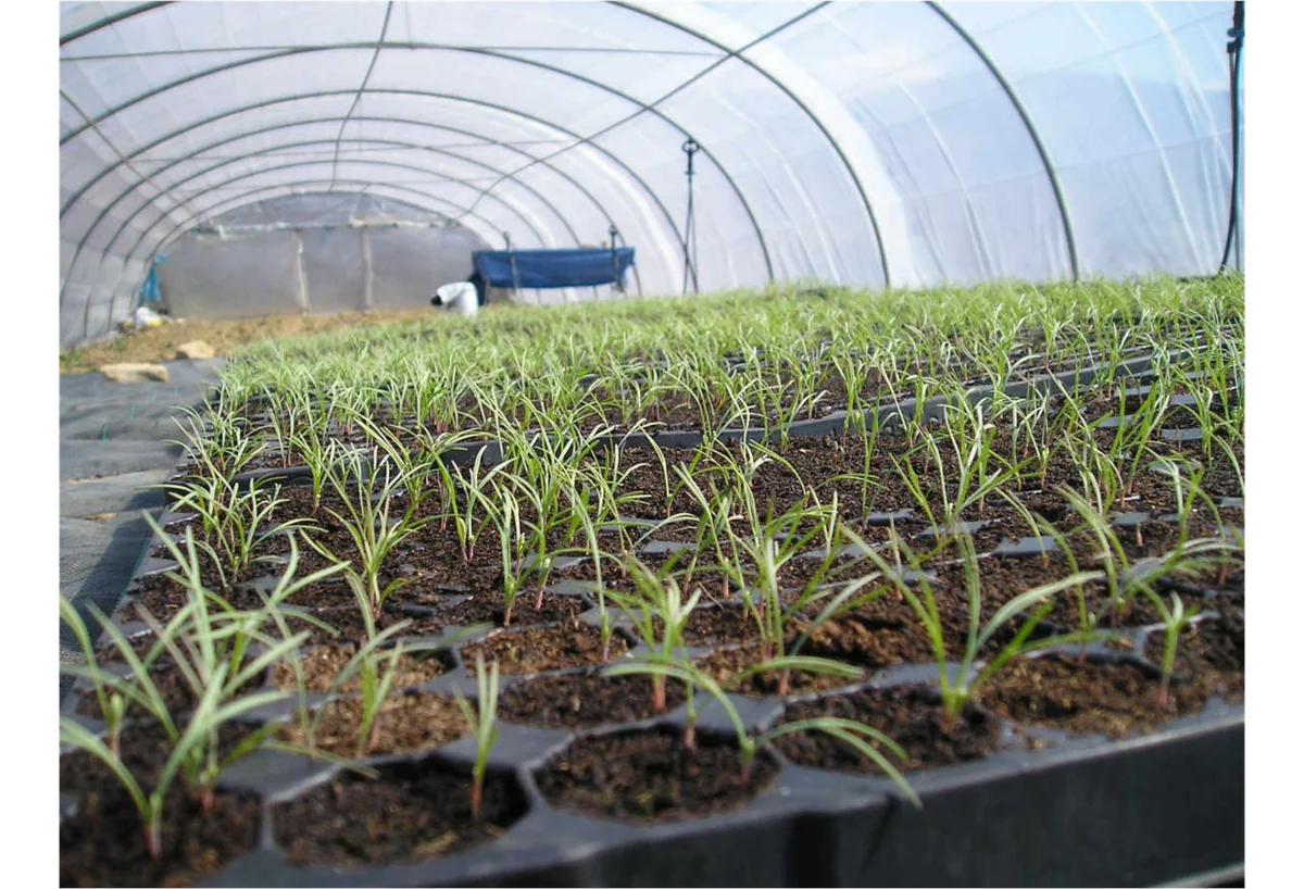 Semis et jeunes plants cultivés sous serre au Moulin de mon Père en Ardèche