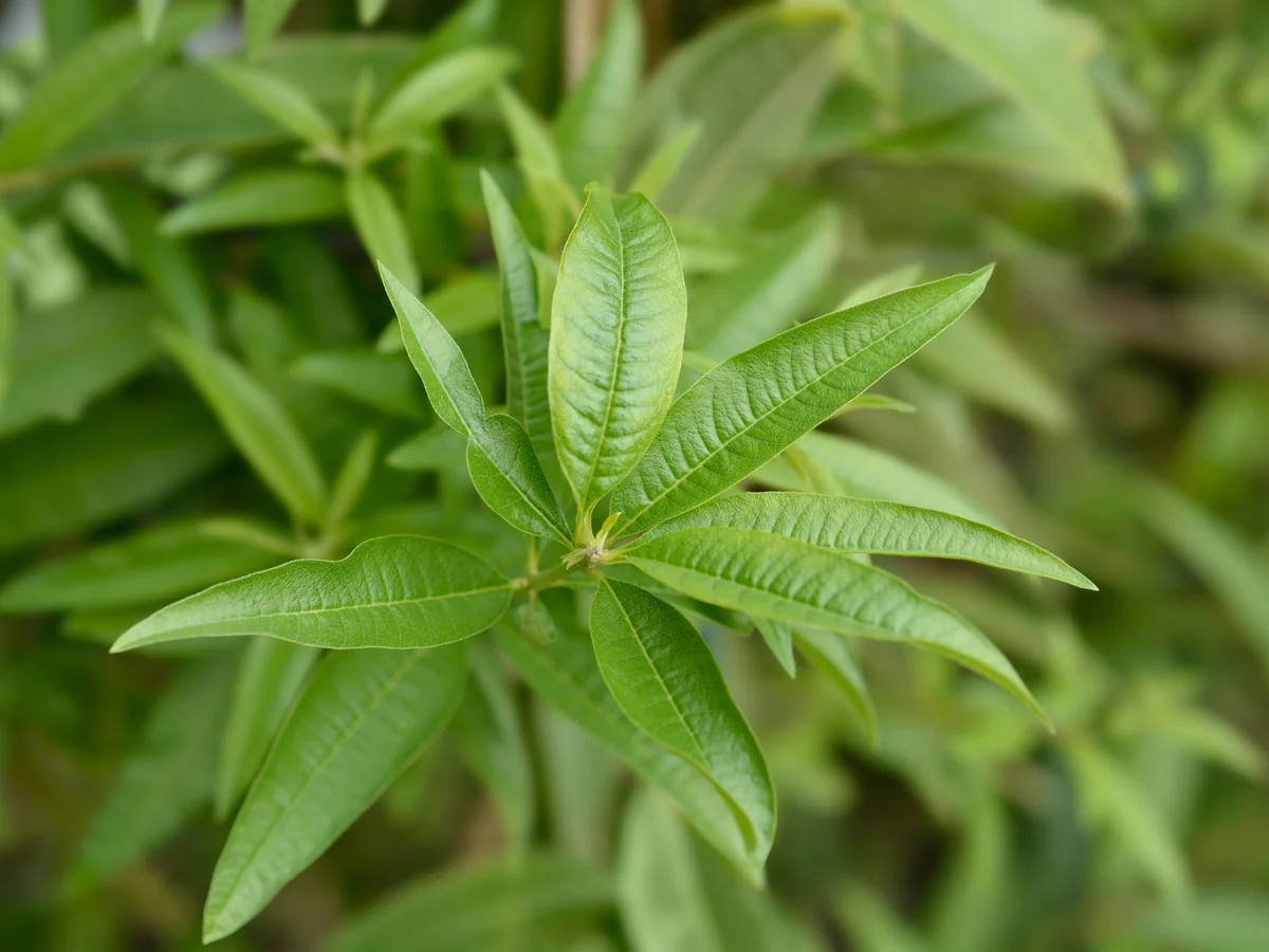 Verveine Citronnée