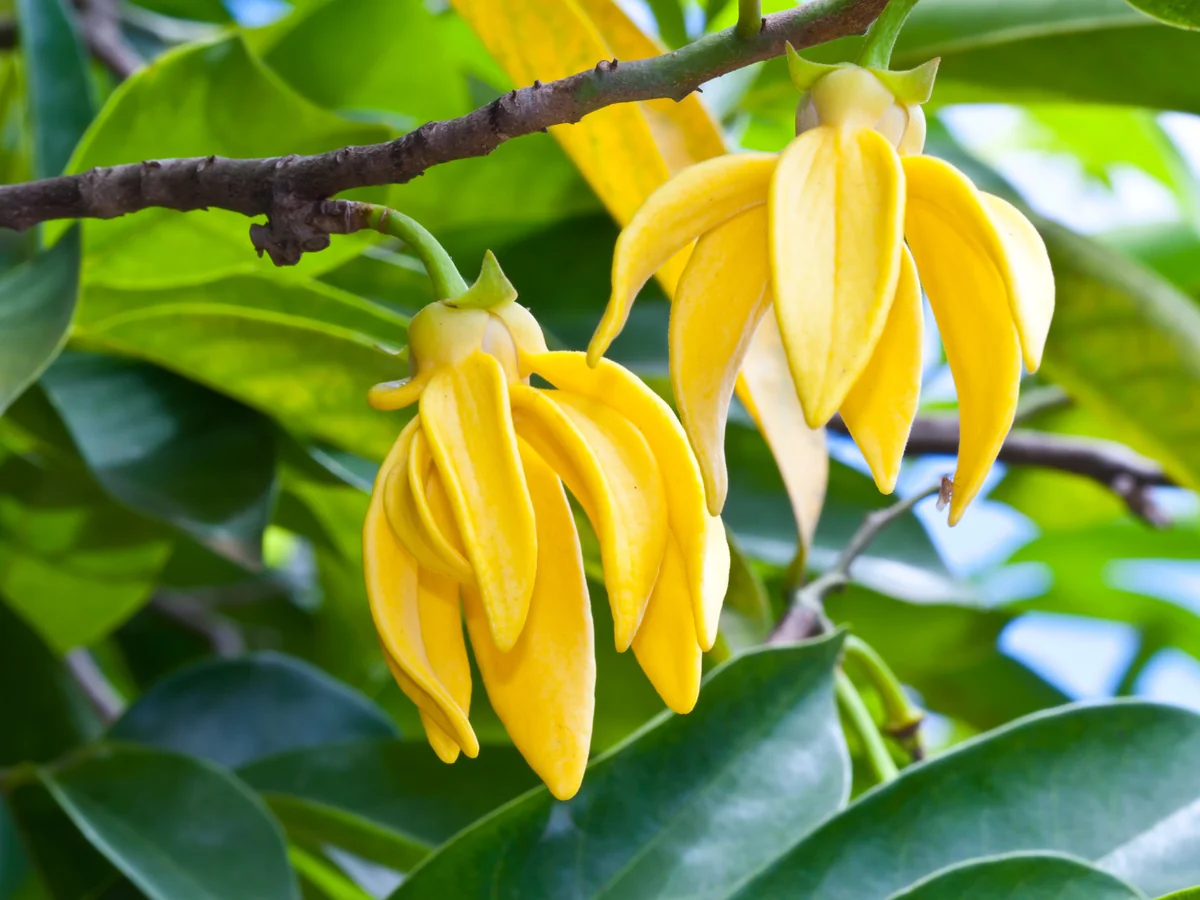 Ylang-Ylang